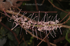 Helicia nilagirica